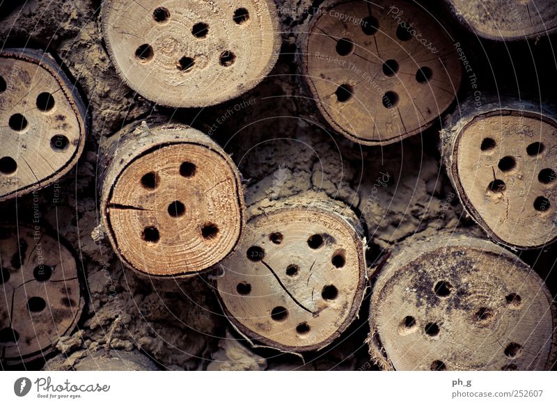 Home of the Bees Nature Summer Tree Log Hole Wood Brown Colour photo Subdued colour Exterior shot Close-up Detail Deserted Day Light Shadow