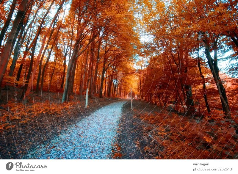 autumn colours Nature Landscape Plant Autumn Tree Leaf Pine Coniferous trees Wood Park Forest Hill Lanes & trails Footpath To go for a walk Wuppertal Germany