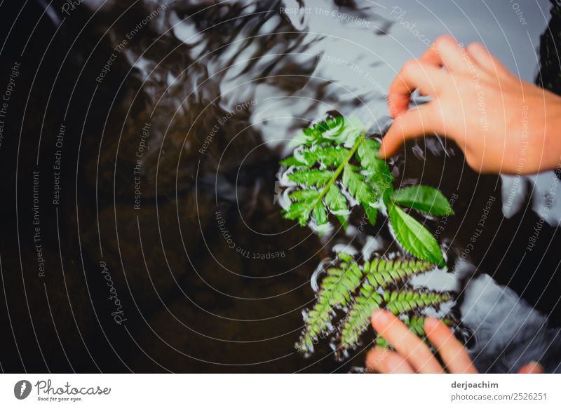 Speed / the power lies in rest! A girl's hand lays green leaves on a small waterfall. Trip Summer Feminine Young woman Youth (Young adults) Hand 1 Human being