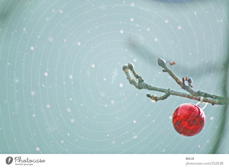 against the storm... Feasts & Celebrations Sky Winter Weather Snow Snowfall tree Glass hang Blue Red Moody Calm Loneliness Tradition Christmas & Advent