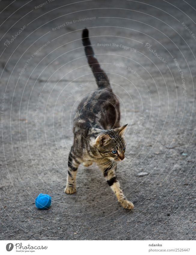 young gray striped cat Beautiful Summer Animal Pet Cat 1 Movement Cute Original Blue Gray Joy tabby Domestic running Kitten eye Mammal Striped ball Colour photo