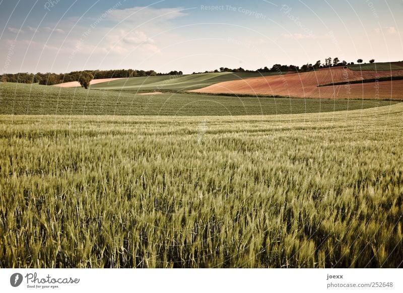 ...here it may be me. Agriculture Forestry Nature Landscape Sky Clouds Summer Beautiful weather Agricultural crop Field Large Blue Brown Green Calm Horizon