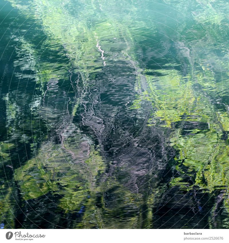 Zero eight fifteen | Water reflection Nature Elements Plant Forest River Line Dark Bright Wild Green Bizarre Art Environment Colour photo Exterior shot Detail