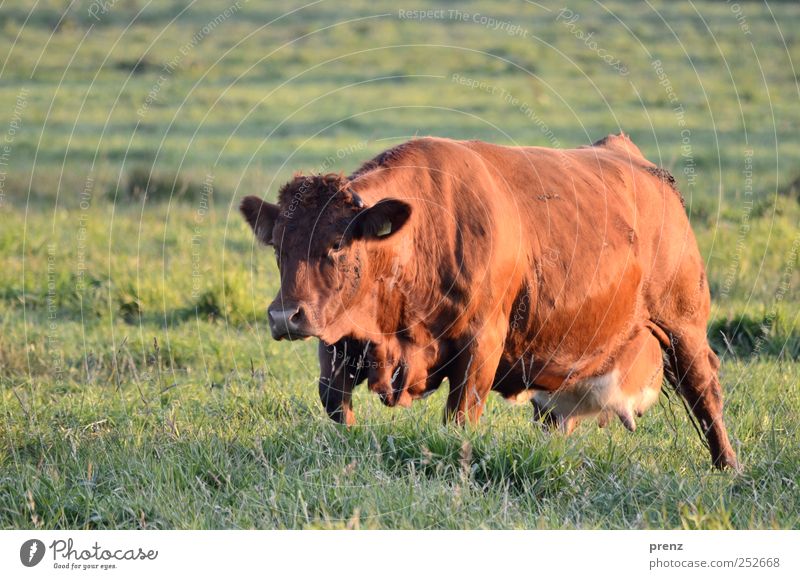 big berta Environment Nature Animal Meadow Field Farm animal Cow 1 Stand Brown Green Agriculture Pasture Udder Large Cattle Cattle Pasture Cattle breeding