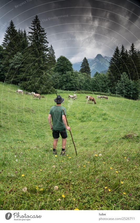 alpine shepherd Agriculture Forestry Environment Nature Landscape Climate change Bad weather Alps Mountain Animal Farm animal Cow Herd Together Alpine pasture