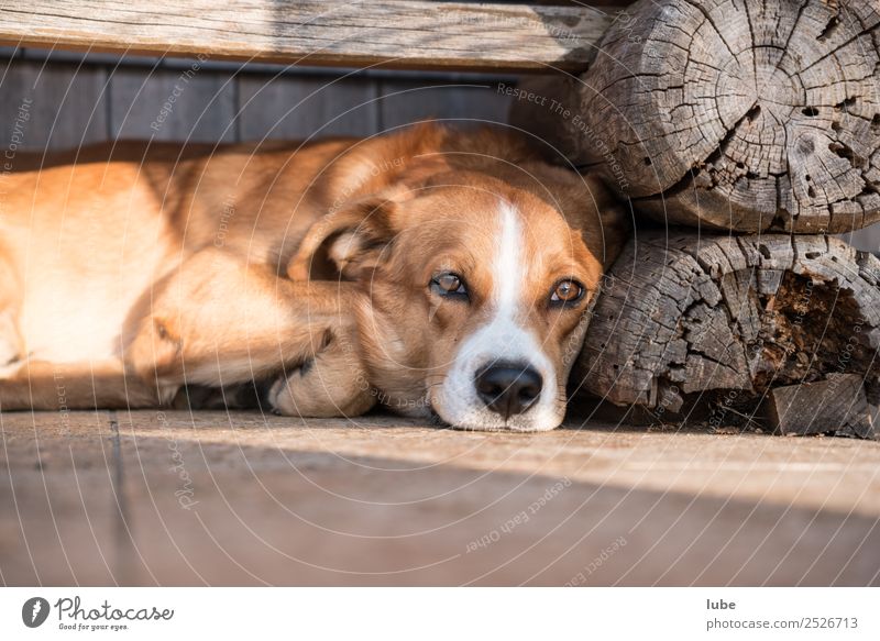 tired wauwau Animal Pet Farm animal Dog 1 Sleep Serene Contentment Fatigue Break Resting place Colour photo Exterior shot