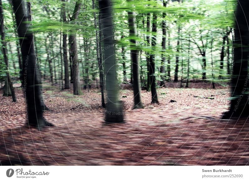 The oak in the beech forest Environment Nature Landscape Plant Autumn Tree Leaf Wild plant Beech tree Beech wood Forest Wood Hiking Multicoloured Green