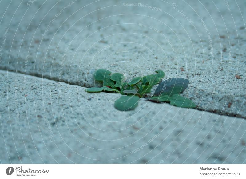 dandelion Plant Small Green Violet Power Dandelion Terrace Concrete Concrete slab Seam Structures and shapes Vigor Nature Unavoidable Growth Colour photo