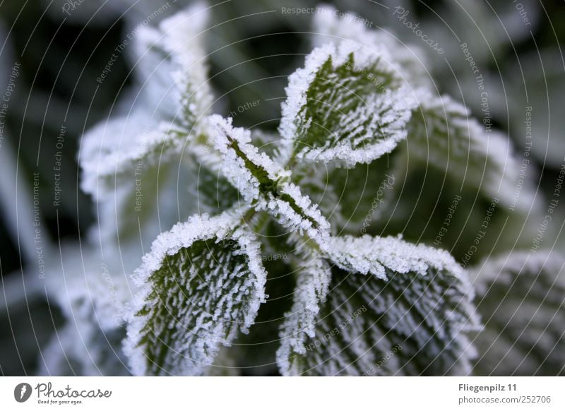 white winter dress Nature Autumn Winter Bad weather Ice Frost Plant Grass Leaf Foliage plant Agricultural crop Blossoming Calm Stinging nettle Nettle leaf Green