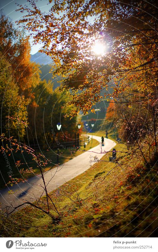 Falling Leaves Art Environment Nature Sunlight Autumn Beautiful weather Park Forest Mountain Snowcapped peak Lanes & trails Emotions Contentment