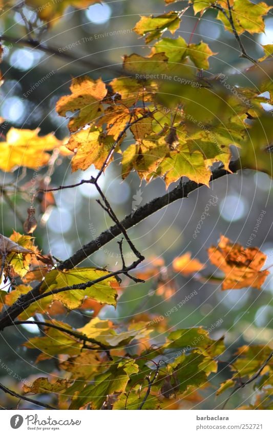 Autumn Leaves II Tree Leaf Autumn leaves To fall Hang Illuminate To dry up Bright Yellow Gold Green Moody Longing Nature Transience Change Colour photo