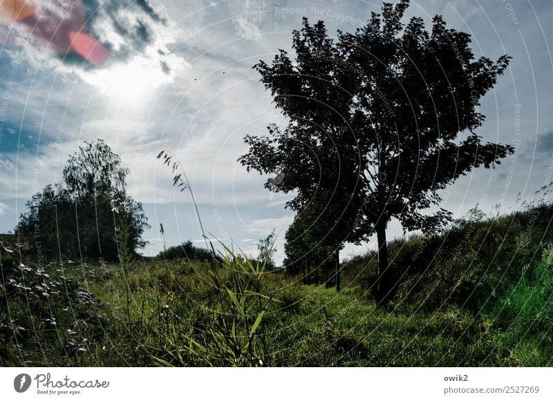 shrouded Environment Nature Landscape Plant Air Sky Clouds Horizon Climate Beautiful weather Tree Grass Bushes Meadow Illuminate Colour photo Subdued colour