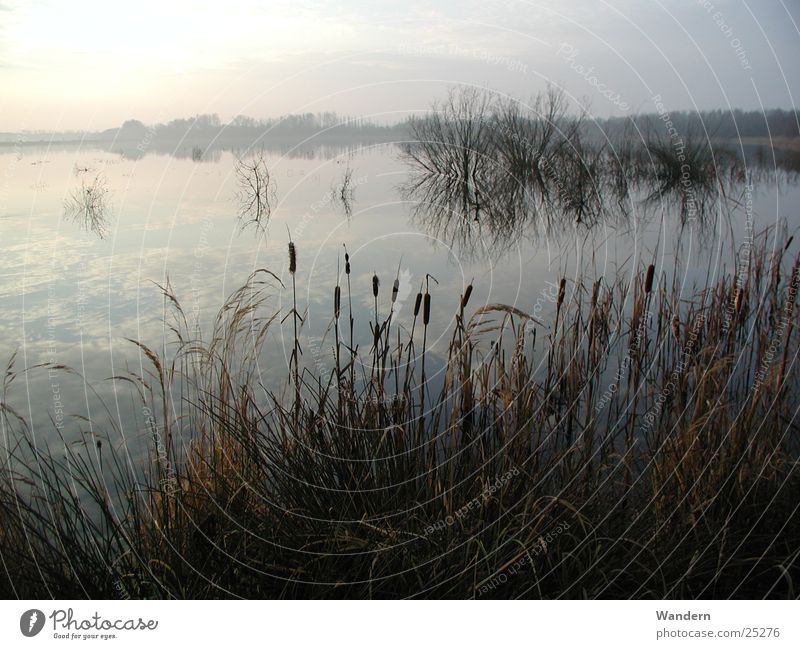 pond landscape Pond Back-light Morning Water Atmosphere open pit renaturation