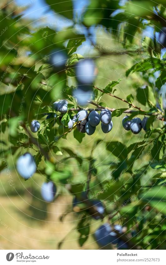 #S# Plum tree Food Fruit Happy Organic produce Healthy Eating Agriculture Violet Tree Garden Mature Harvest Delicious Sweet Many Tradition Domestic