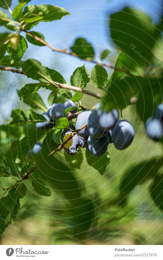 #S# Plum Tree II Fruit Happy Plum tree Organic produce Healthy Eating Garden Domestic Violet Home country Green Agriculture Mature Harvest Delicious Sweet Many