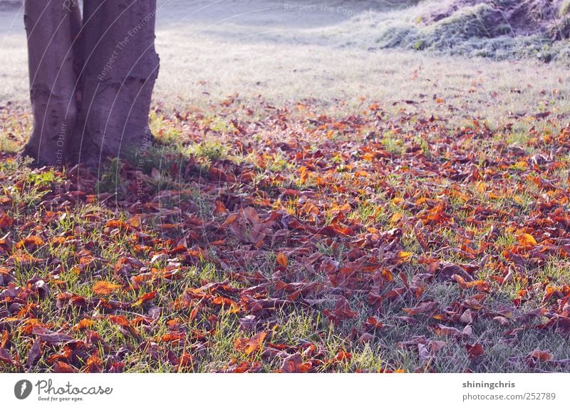 the awakening Nature Landscape Autumn Winter Ice Frost Tree Autumn leaves Park Freeze Glittering Multicoloured Calm Longing Loneliness Beginning Eternity