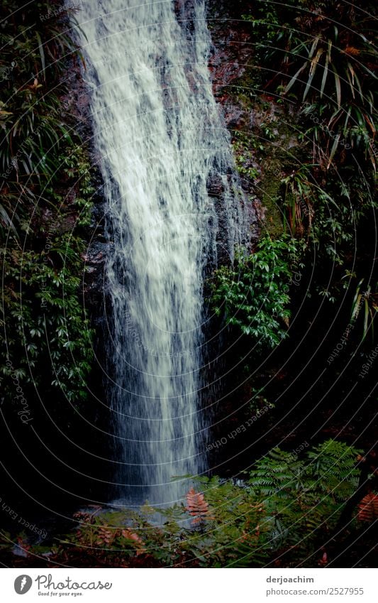 Nullachtfünfzehn / it runs and runs.... the waterfall in the jungle, in Binna Barra- Queensland / Australia Environment Nature Plant Water Summer