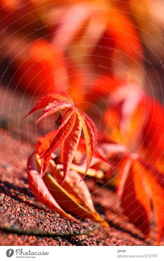 season Environment Nature Plant Autumn Beautiful weather Leaf Fresh Natural Red Calm Vine Colour photo Multicoloured Exterior shot Detail Deserted