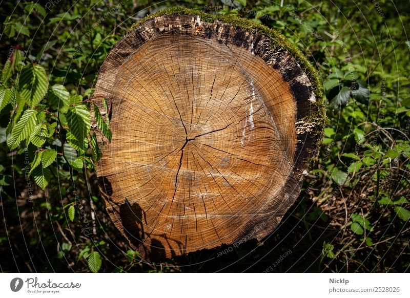 annual rings - forest - wood - tree trunk Nature Plant Spring Tree Bushes Moss Leaf Forest Esthetic Brown Green Moody Power Calm Eternity Idyll Climate