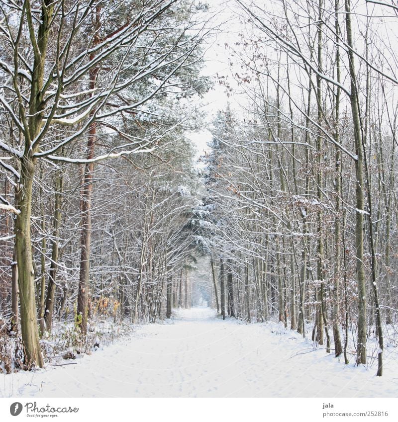 soon... Environment Nature Landscape Plant Sky Winter Snow Tree Forest Lanes & trails Natural Brown Black White Colour photo Exterior shot Deserted Day