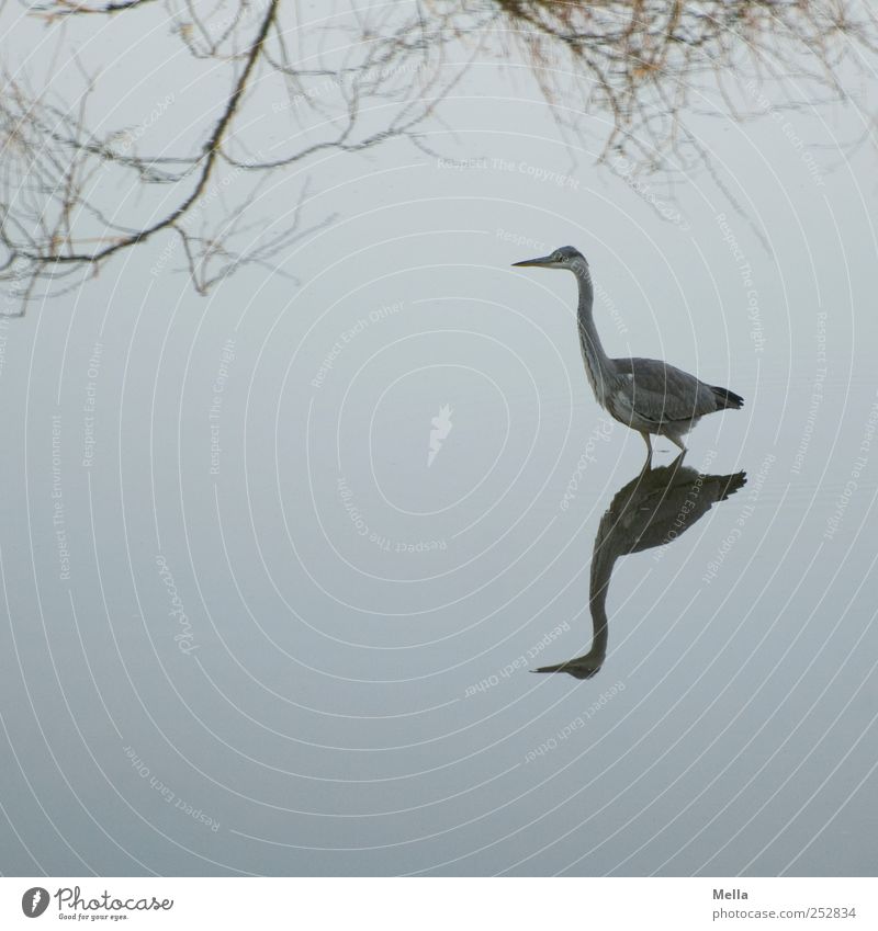 heron mirror Environment Nature Landscape Animal Water Branch Pond Lake Bird Heron Grey heron 1 Going Stand Esthetic Beautiful Natural Blue Freedom Reflection