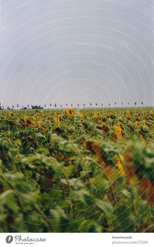 sunflower field Flower Field Sunflower Sunflower field Far-off places