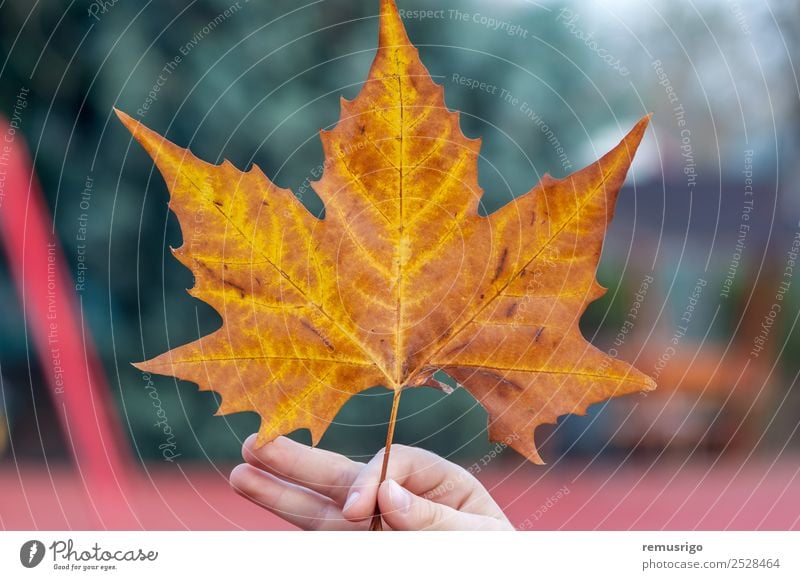 Hand holding a leaf Nature Plant Autumn Weather Rain Tree Leaf Park Colour Romania Timisoara Seasons spring Consistency Colour photo Exterior shot