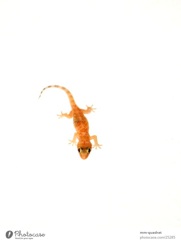 gecko Overexposure Close-up Crazy