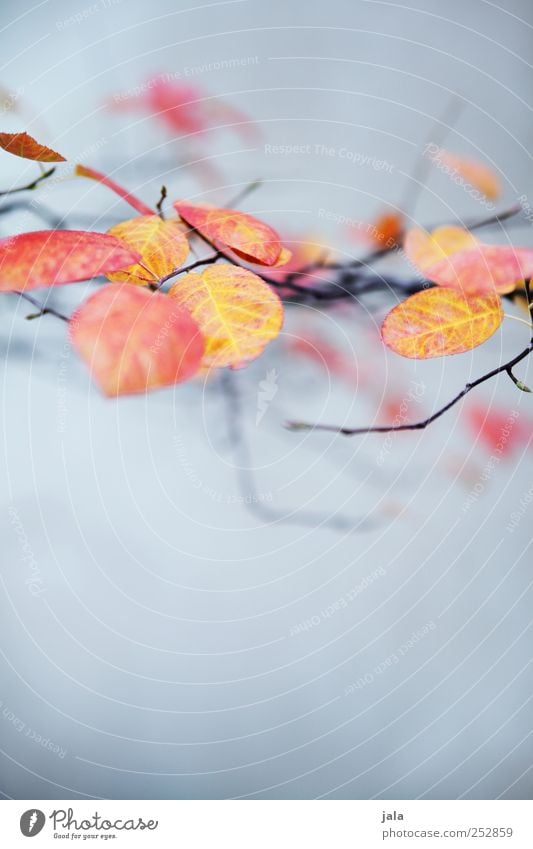 autumn Environment Nature Plant Autumn Leaf Wild plant Branch Twigs and branches Esthetic Elegant Beautiful Blue Yellow Red Colour photo Exterior shot Deserted