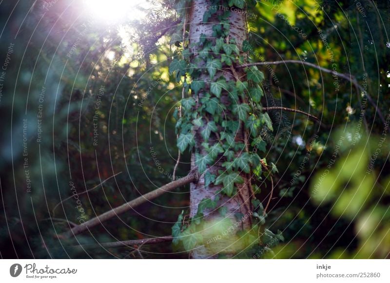 forgotten places Nature Plant Sunlight Autumn Tree Bushes Ivy Garden Park Forest Undergrowth Growth Old Dark Natural Gloomy Wild Green Moody Idyll Transience