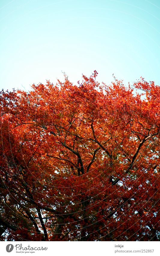 Beech in autumn Environment Nature Plant Sky Autumn Beautiful weather Tree Treetop Copper beech Beech tree Garden Park Stand Illuminate Growth Large Tall