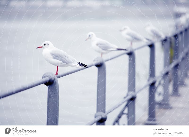 off-the-peg maf. Animal Bird Seagull Gull birds 4 Group of animals Flock Water Handrail Lakeside Row Colour photo Exterior shot Deserted Twilight Light