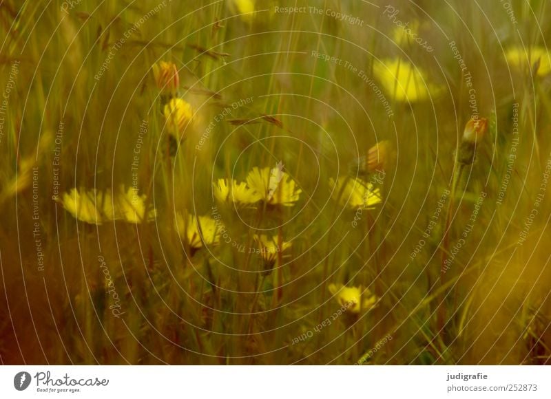 meadow Environment Nature Plant Summer Flower Grass Garden Meadow Growth Natural Yellow Colour photo Exterior shot Close-up Blur