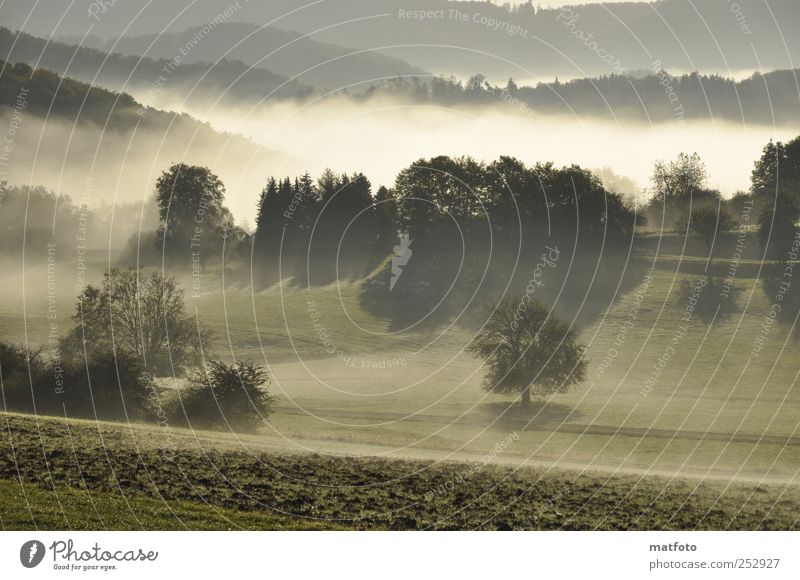 early morning mist Landscape Sunlight Autumn Beautiful weather Fog Tree Forest Deserted Relaxation Emotions Nature Colour photo Exterior shot Morning Shadow