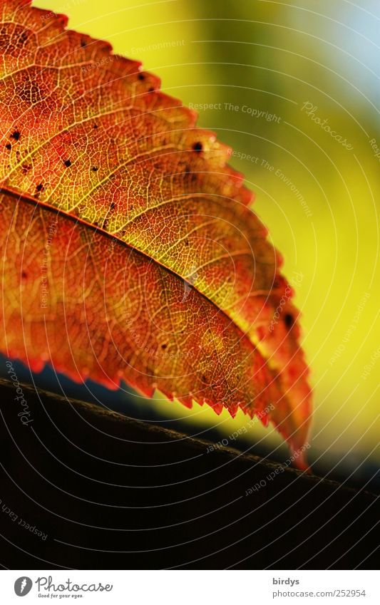 autumn leaf Autumn Beautiful weather Leaf Illuminate Esthetic Fresh Natural Positive Warm-heartedness Life Colour Nature Change Rachis serrated Red Green 1