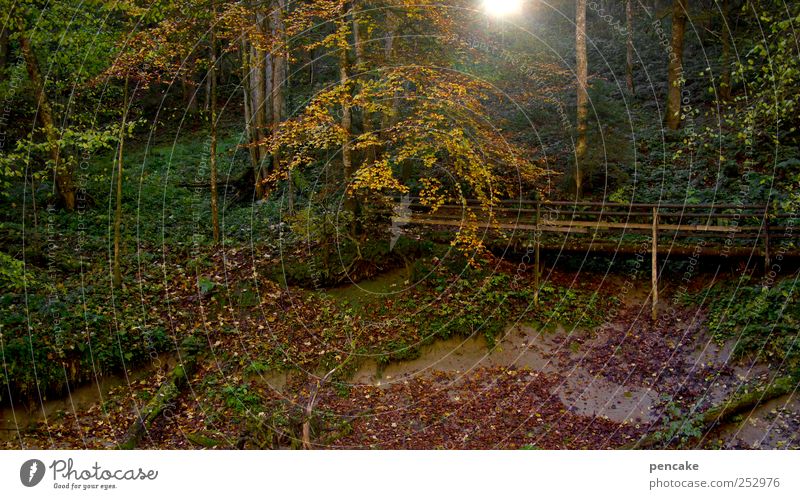 bridging day Nature Landscape Autumn Beautiful weather Virgin forest Alps Canyon ravine Bridge Footbridge wooden walkway Wooden bridge Hiking Multicoloured