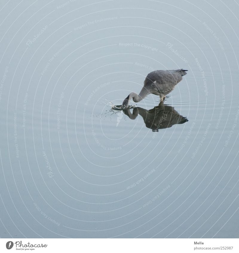 Splash! Environment Nature Animal Water Pond Lake Bird Heron Grey heron 1 To feed Hunting Funny Natural Blue Dive fish Catch Inject Colour photo Exterior shot