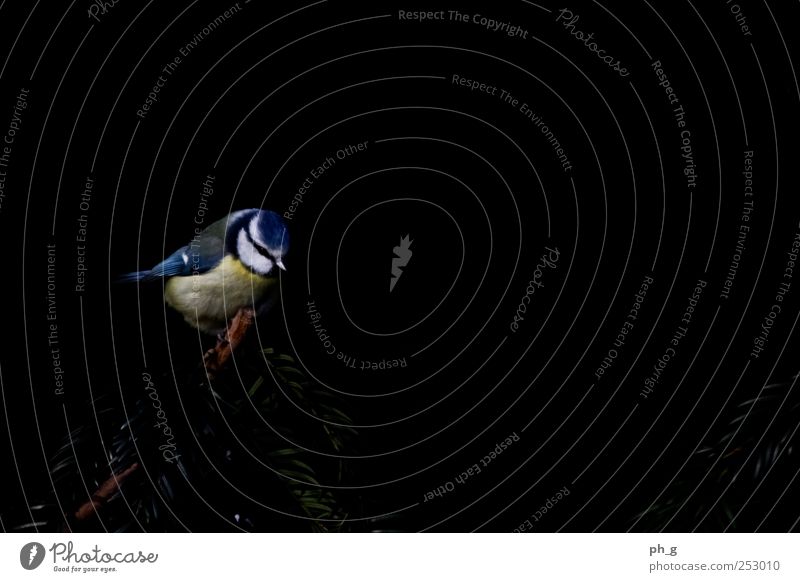 Low Key Tit Plant Animal Bushes Twig Wild animal Bird Animal face Wing Tit mouse 1 Breathe Observe Sit Small Blue Yellow Black White Colour photo Exterior shot