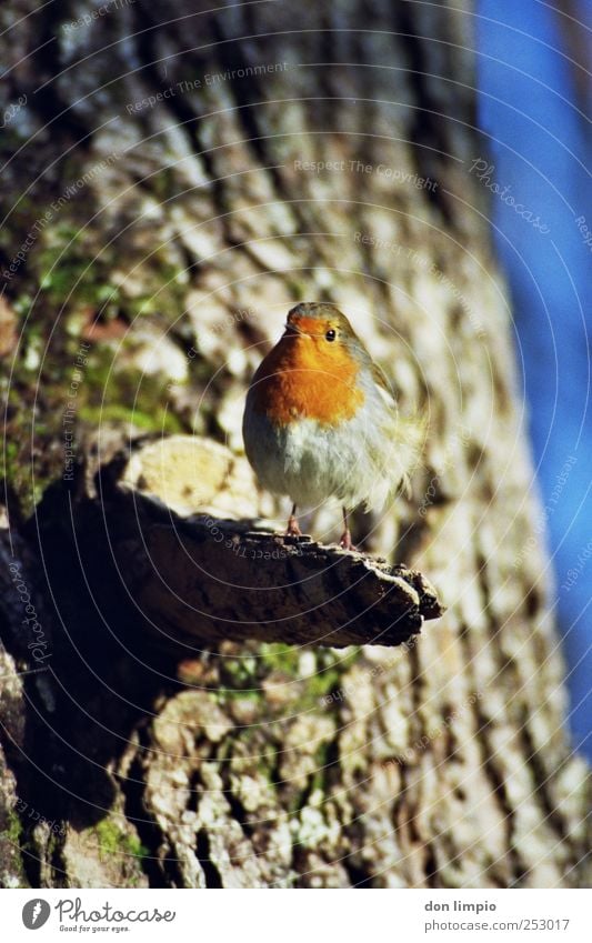 robin Nature Beautiful weather Tree Tree trunk Animal Wild animal Bird Robin redbreast 1 Small Near Curiosity Analog Colour photo Exterior shot Close-up Day