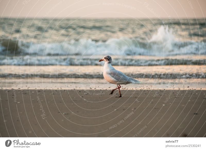 beach walk Nature Sand Air Water Summer Waves Coast Beach Ocean Animal Bird Seagull Silvery gull 1 Going Maritime Brown Loneliness Vacation & Travel