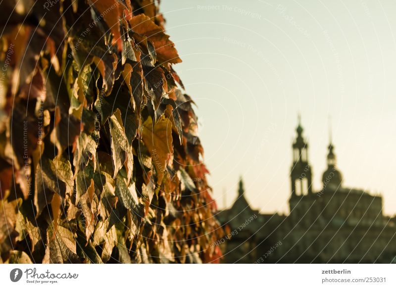 Autumn in Dresden Environment Nature Plant Sky Beautiful weather Town Capital city Downtown Old town Skyline House (Residential Structure) Church Dome Castle