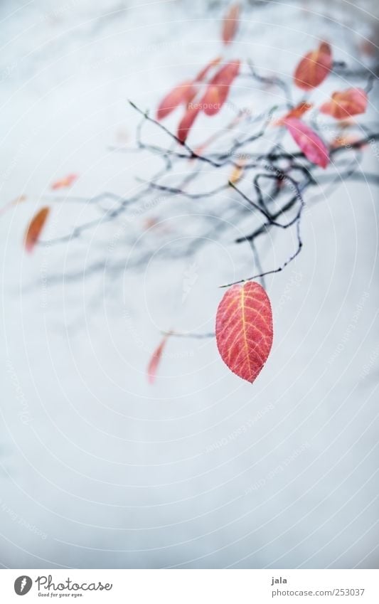 autumn Environment Nature Plant Autumn Leaf Branch Esthetic Beautiful Blue Red Black Colour photo Exterior shot Deserted Copy Space bottom Neutral Background