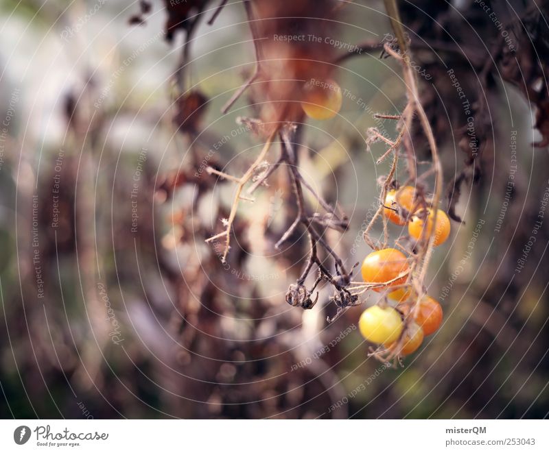 Tomato gold. Environment Esthetic Seasons Autumn Harvest Thanksgiving To dry up Forget Calm Eerie Death Transience Holiday season Garden Growth Greenhouse