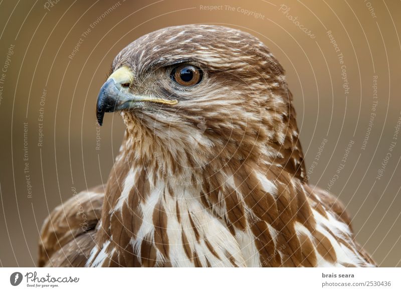 Common Buzzard Ornithology Environment Nature Animal Earth Wild animal Bird Common buzzard 1 Aggression Brown Love of animals Environmental protection aves