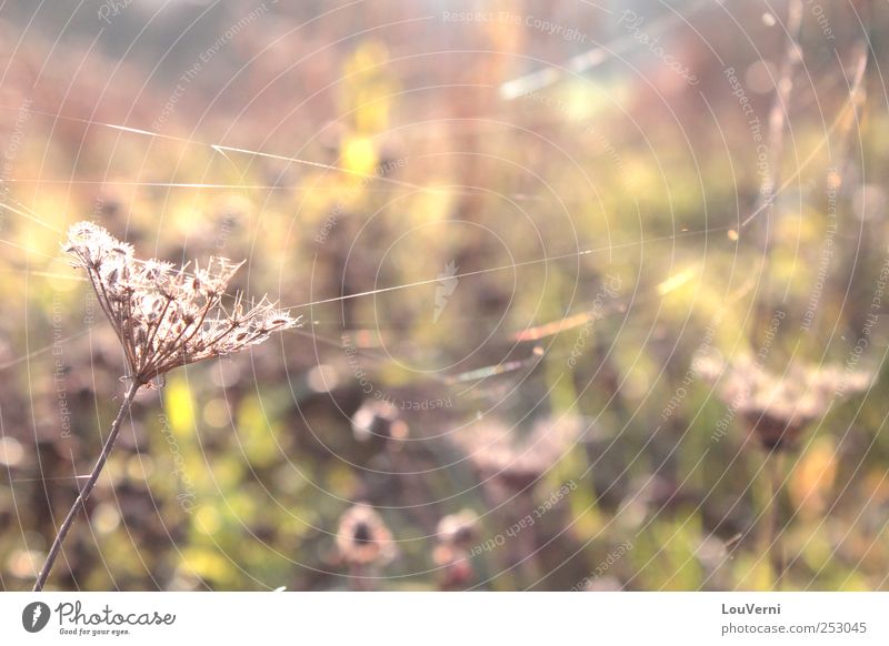 Autumn Environment Nature Landscape Plant Sunrise Sunset Beautiful weather Flower Grass Bushes Leaf Foliage plant Meadow Spider Multicoloured Warm-heartedness