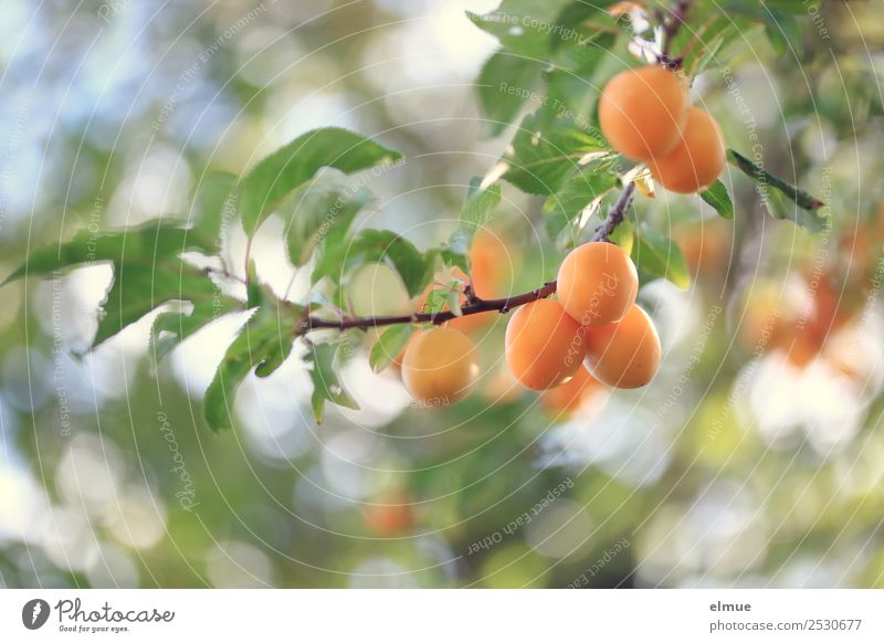 Mirabelle plums I Food Fruit Summer Autumn Tree Leaf Garden Hang Small Juicy Orange Harvest Thanksgiving Yellow plum Plum Mature Fruit trees Fruity Vegan diet