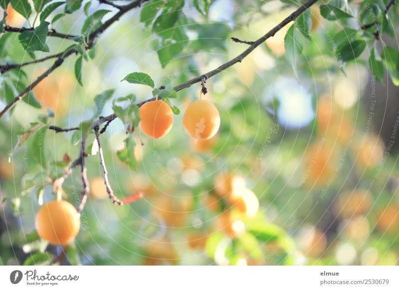 Mirabelle plums IV Food Fruit Jam Organic produce Vegetarian diet Nature Plant Summer Autumn Beautiful weather Tree Leaf Hang Small Yellow Yellow plum