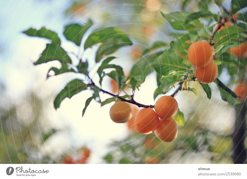 Mirabelle plums II Food Fruit Jam Summer Autumn Beautiful weather Tree Leaf Hang Small Orange To enjoy Yellow plum Plum Fruity Harvest Fruit trees