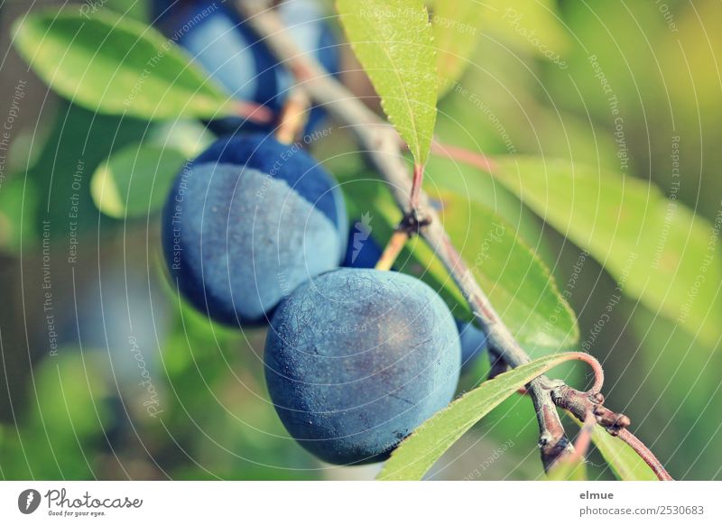 sloes Fruit Jam Liquer Fruit wine food source Organic produce Vitamin-rich Nature Plant Summer Autumn Beautiful weather Tree Bushes Wild plant Sloe Blackthorn