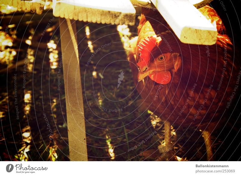 Better a chicken under the bank... Garden Pet Farm animal Barn fowl Retro Green Red White Watchfulness Timidity Chicken coop Refrain Exterior shot Twilight